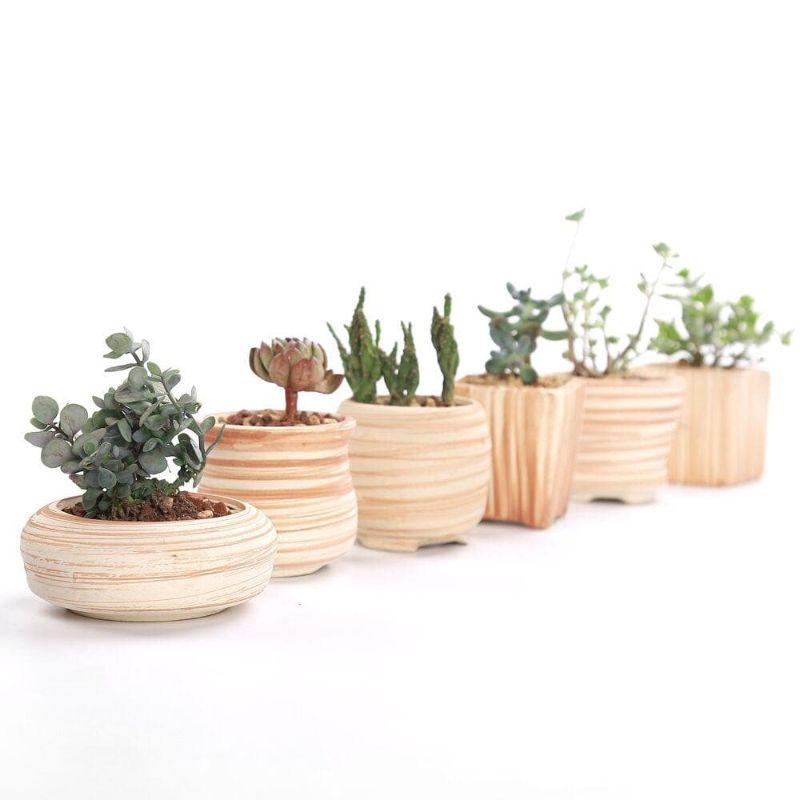 Mini Striped Succulent Flower Pots